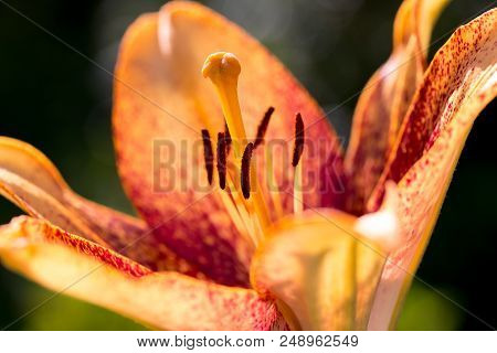 Beautiful Lily Flower In Bloom