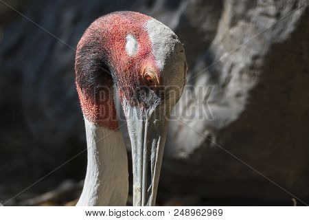 Antigone Crane Walking In The Farm