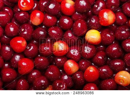 Many Ripe Cherries In Drops Of Water Close-up. Background