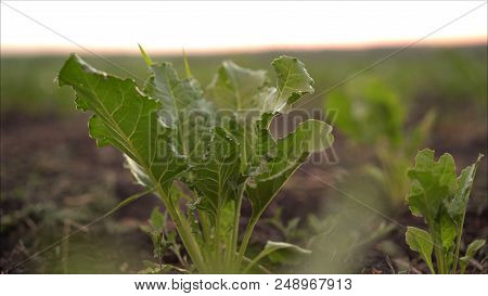 Beetroot Grows In The Field. Fields With Beets. The Plant Is A Beet In The Field In The Evening At S