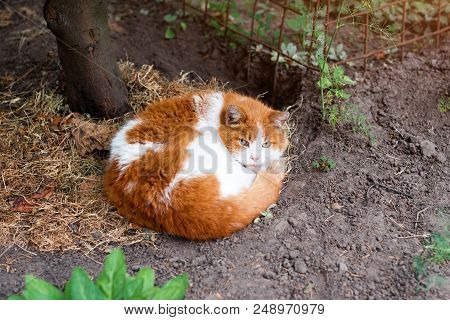 Red Cat Sleeping In The Summer Garden.