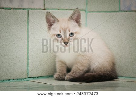 A Kitten In The Hospital Sits In The Corner Of The Room.