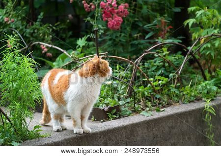 Red Cat Hunting In The Summer Garden.
