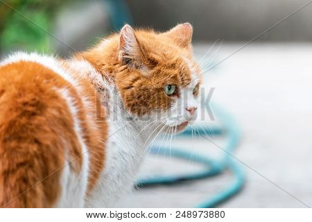 Red Cat Hunting In The Summer Garden.