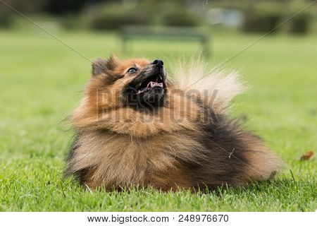 Portrait Of Tervuren Dog Outdoor From Belgium