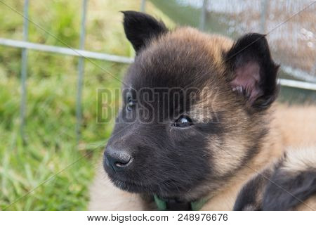 Portrait Of Tervuren Dog Outdoor From Belgium