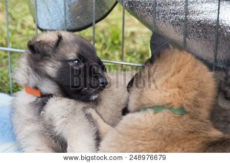 Portrait Of Tervuren Dog Outdoor From Belgium