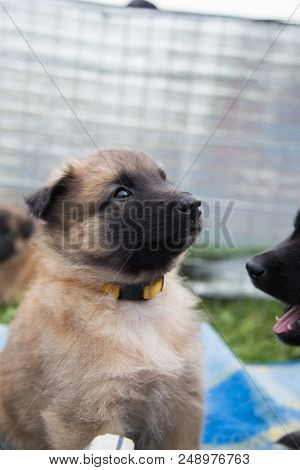Portrait Of Tervuren Dog Outdoor From Belgium