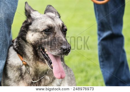 Portrait Of Tervuren Dog Outdoor From Belgium