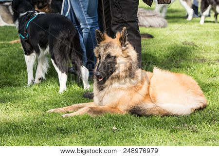 Portrait Of Tervuren Dog Outdoor From Belgium
