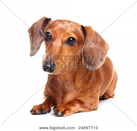 gravhund hund