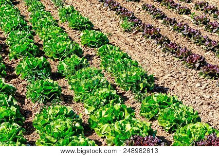 Butterhead Lettuce (lactuca Sativa Var. Capitata) Growing In A Field