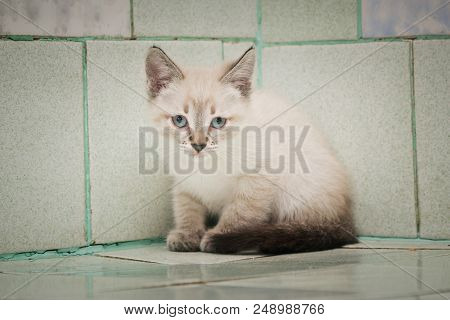 A Kitten In The Hospital Sits In The Corner Of The Room.