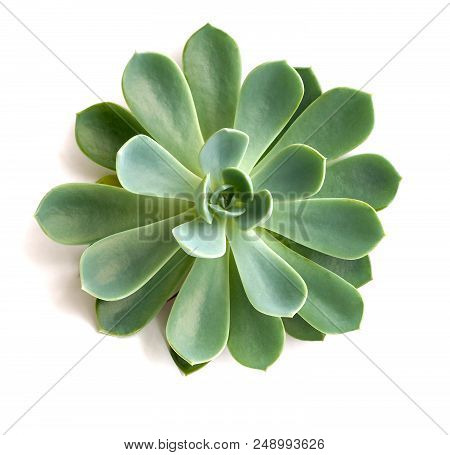 Stone Flowerflower A Green Stone Rose Close Up On A White Background