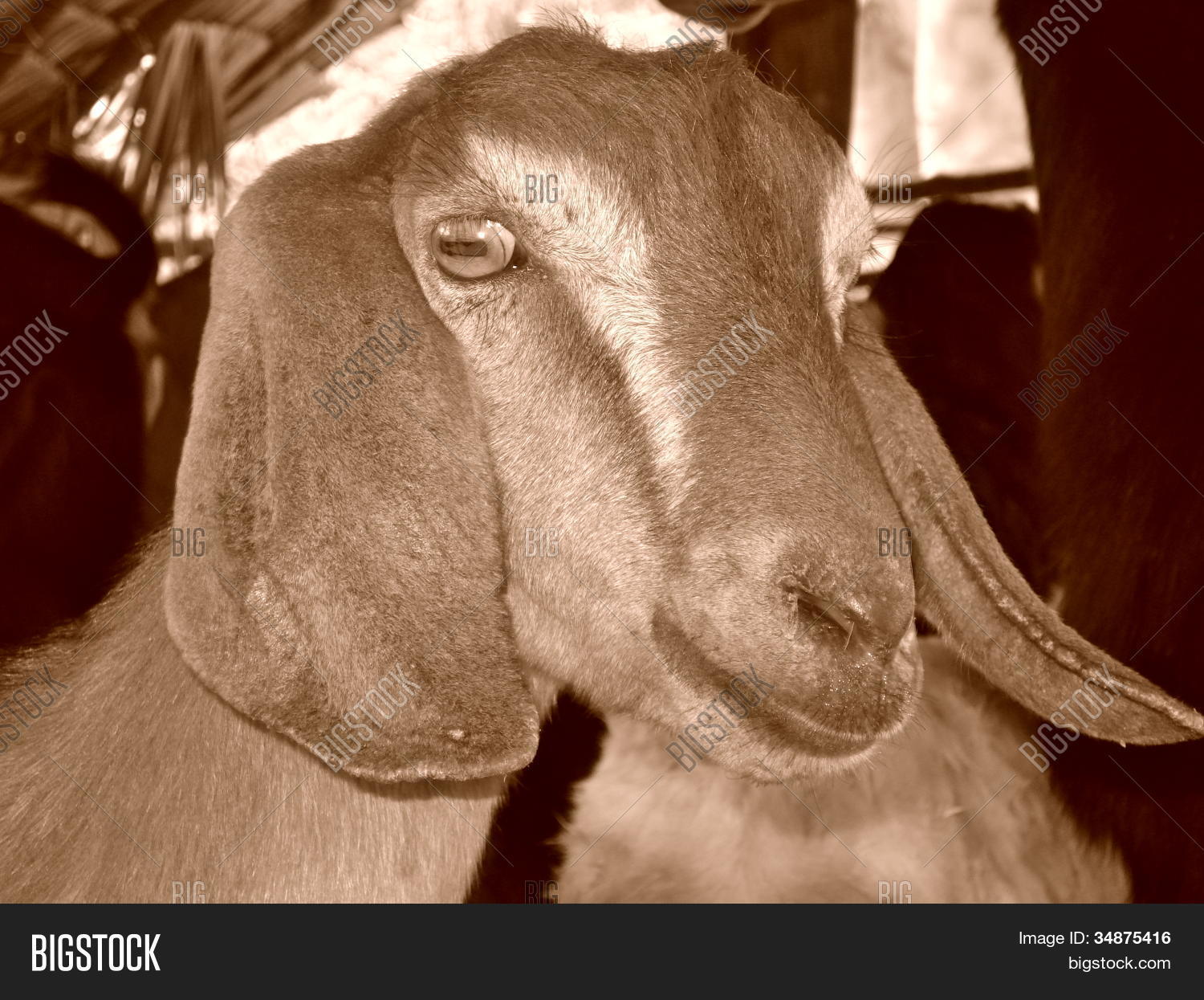 Floppy Ear Goat Image & Photo (Free Trial) Bigstock