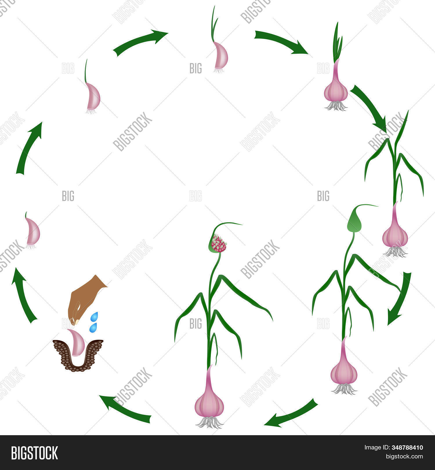Life Cycle Garlic Vector & Photo (Free Trial) Bigstock