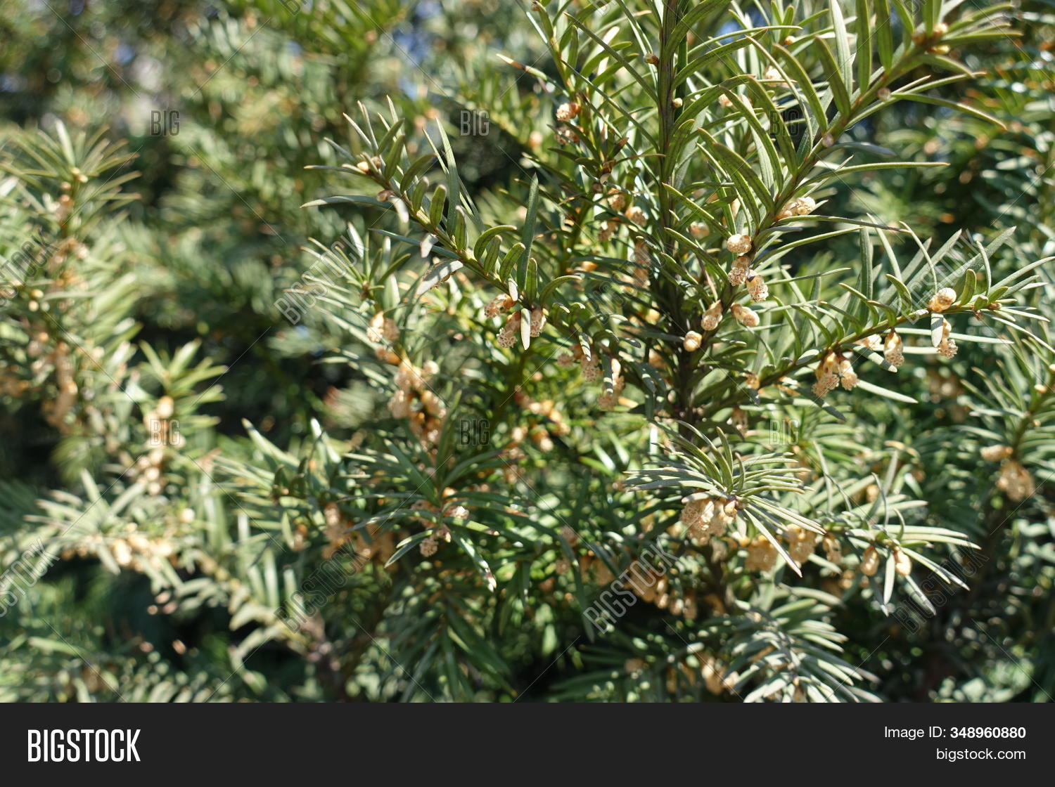 Branch Yew Male Cones Image & Photo (Free Trial) Bigstock