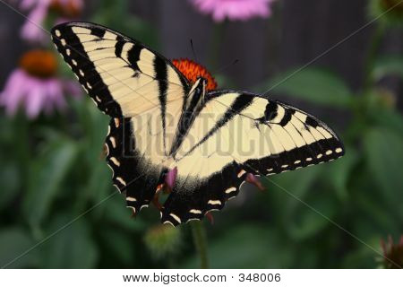 Mariposa