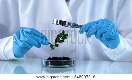 Researcher Looking Green Plant Through Magnifying Glass, Agrochemicals Analysis