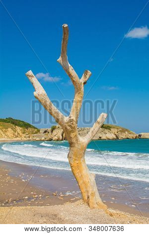 An Old Dead Tree On The Beach On The Black Sea Coast At Kilimli Bay, Near Agva, Sile, In North West 