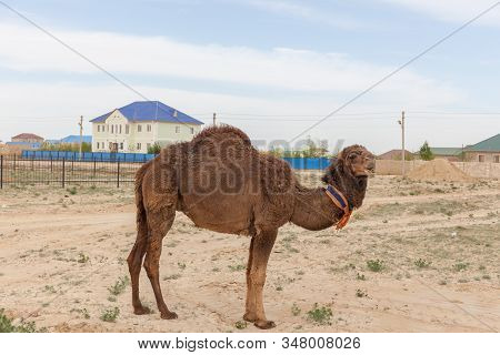 Camel Walking Near The Village In The Ustyurt Plateau. District Of Boszhir. The Bottom Of A Dry Ocea
