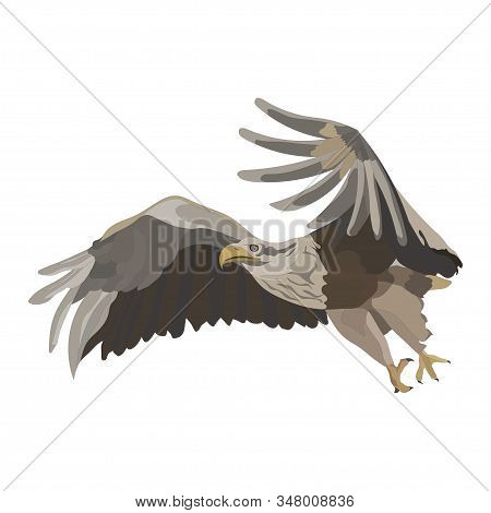 Realistic Fly Eagle, Soaring Eagle, Catching Prey