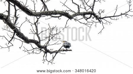 Scouting - In The Winter Time, Tons Of Birds Migrate From North To Texas. They Find Their Perfect Ne