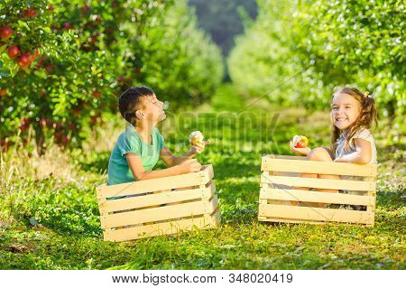Funny Children Sitting In Wooden Crates, Eating Crispy Apples And Smiling Desparately.