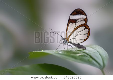 Beautiful Glasswing Butterfly (greta Oto) On A Leaf With Raindrops In A Summer Garden. In The Amazon