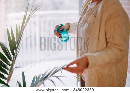 Closeup Of Woman Hands Pouring Water From Sprinkler On Green Home Plant. Large Houseplant Howea Palm