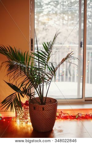 Large Home Green Plant Howea In Wicker Pot Basket Standing On Wooden Floor. House Indoor Interior De