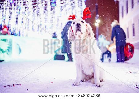 Labrador Retriever Posing Reindeer Sits Near Christmas Snow Winter. Concept Lonely Dog Is Lost, Sad 