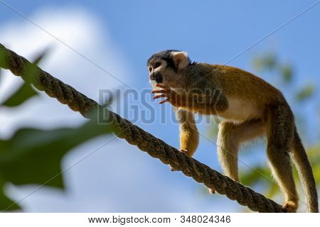 A Close Up Portrait Of A Squirrel Monkey Walking Over A Rope With Some Food In Its Mouth It Is Also 