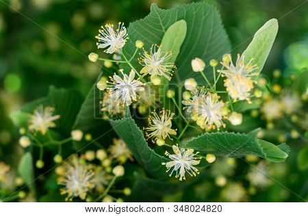 Linden Blossom. Linden Flowers Among Green Leaves