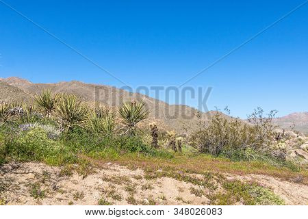 Southwest Desert Landscape With Desert Plants In Springtime, Camping, Hiking And Adventure In Spring