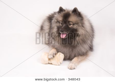 Keeshond หญิงสาว