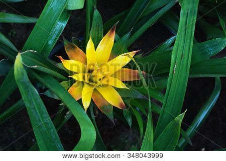 Yellow Guzmania Lingulata In Green Leaves, Top View