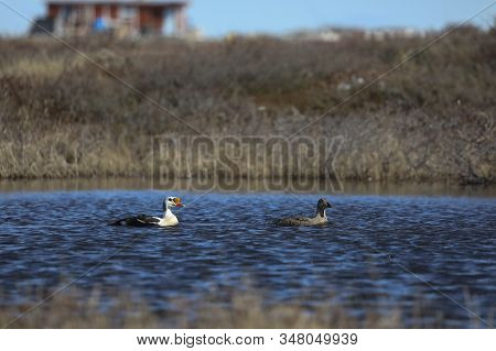 Male And Female King Eider Ducks Swimming On An Arctic Lake In The Summer, Found Near Arviat Nunavut