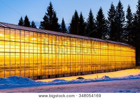 Thanks To The Geothermal Hot Water Iceland Is Able To Grow Plants All Year Long Even In The Winter T