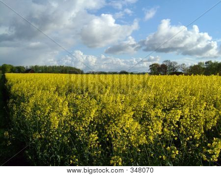 Żółte pola