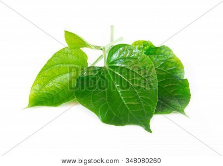 Green Herb Piper Sarmentosum Roxb Or Chaplo Leaves Isolated On White Background