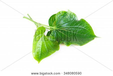 Green Herb Piper Sarmentosum Roxb Or Chaplo Leaves Isolated On White Background
