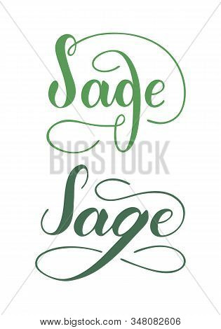Vector Hand Written Sage Text Isolated On White Background. Kitchen Healthy Herbs And For Cooking. S