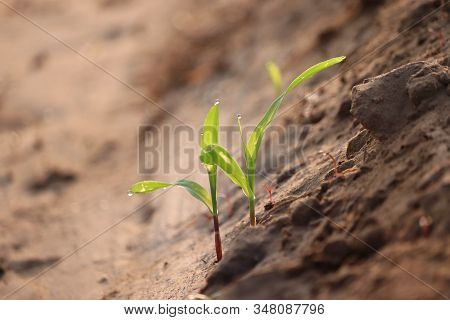 Young Corn Plant In The Morning Light.close-up Of Dew Drop On Corn Plant, Micro Photography Of Corn 