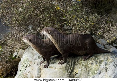 Malasian kurze abgesehen otter