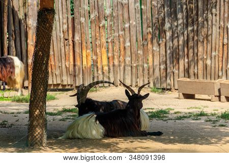Valais Blackneck Goats In Paddock On Farm