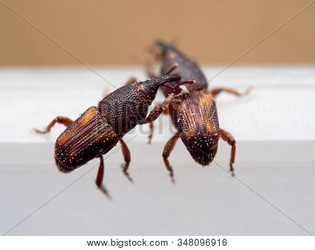 Macro Photography Of Two Rice Weevil Or Sitophilus Oryzae