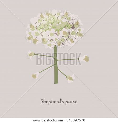 Shepherds Purse Wild Plant On A Gray Background.