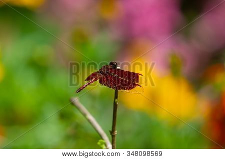 Male Eastern Amberwing (perithemis Tenera) Dragonfly