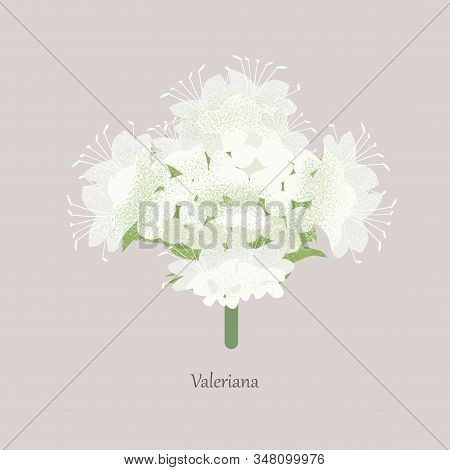 Valerian Is An Herbal Plant With White Blooms.